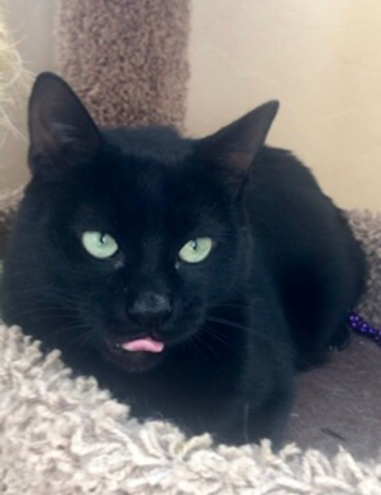 CORTANA, Adoptable, Adult Female Domestic Short Hair.