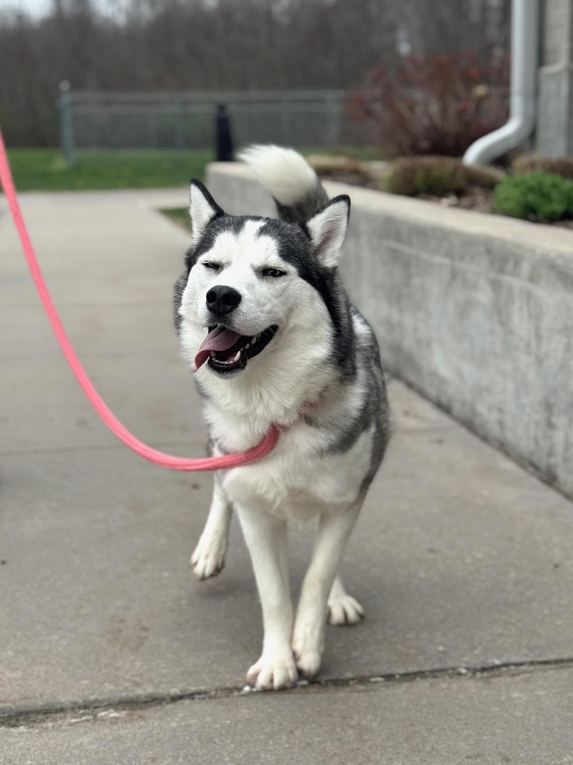 Enlarge Penny, an adopted Husky in Benton Harbor, MI image 6/6
