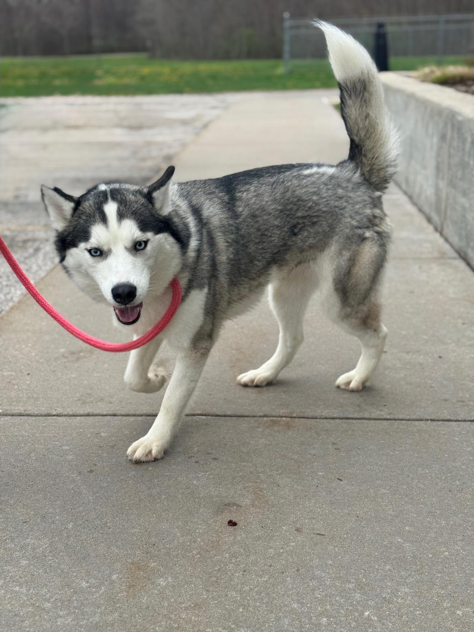 Enlarge Penny, an adopted Husky in Benton Harbor, MI image 5/6
