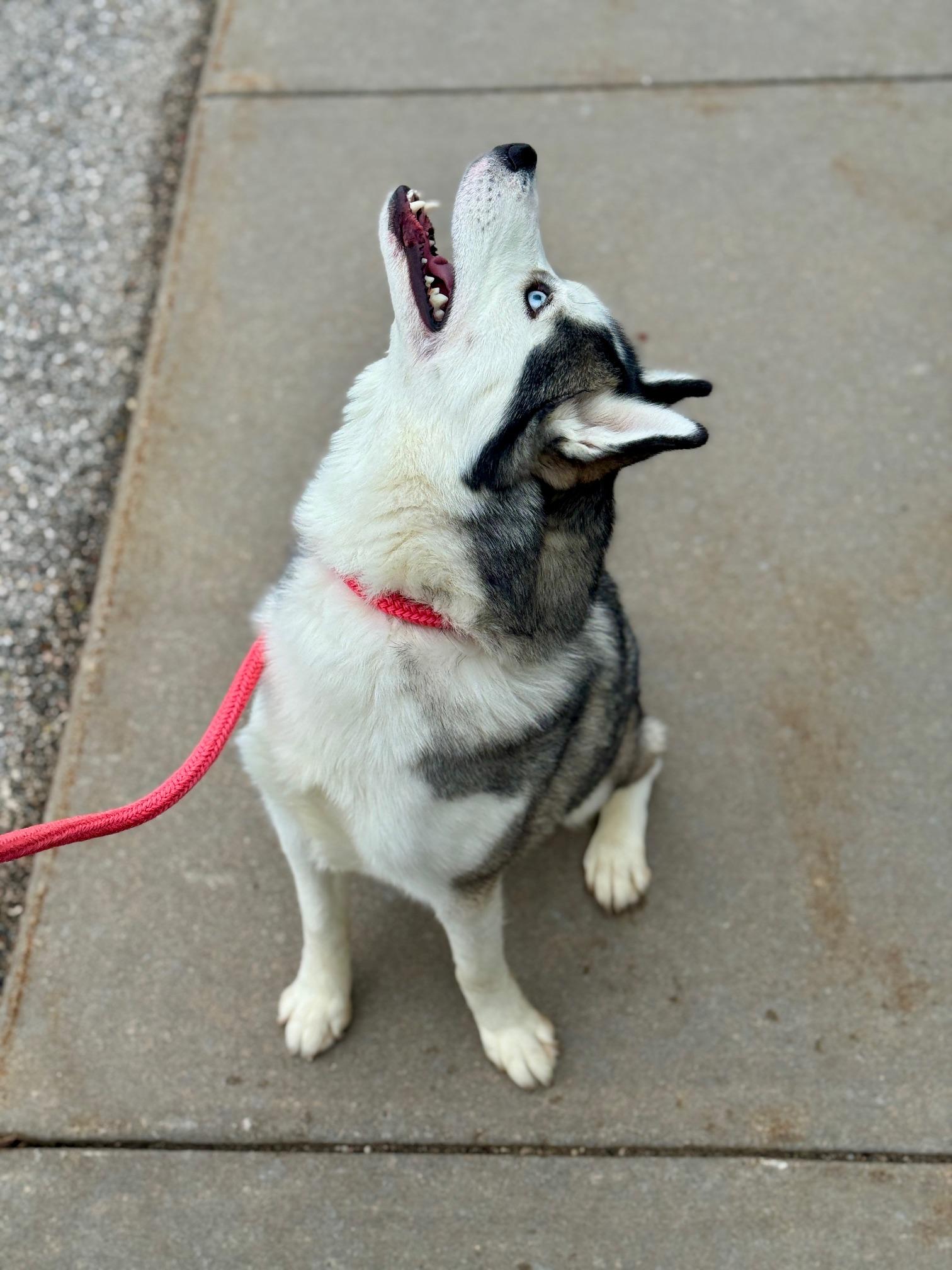 Enlarge Penny, an adopted Husky in Benton Harbor, MI image 4/6