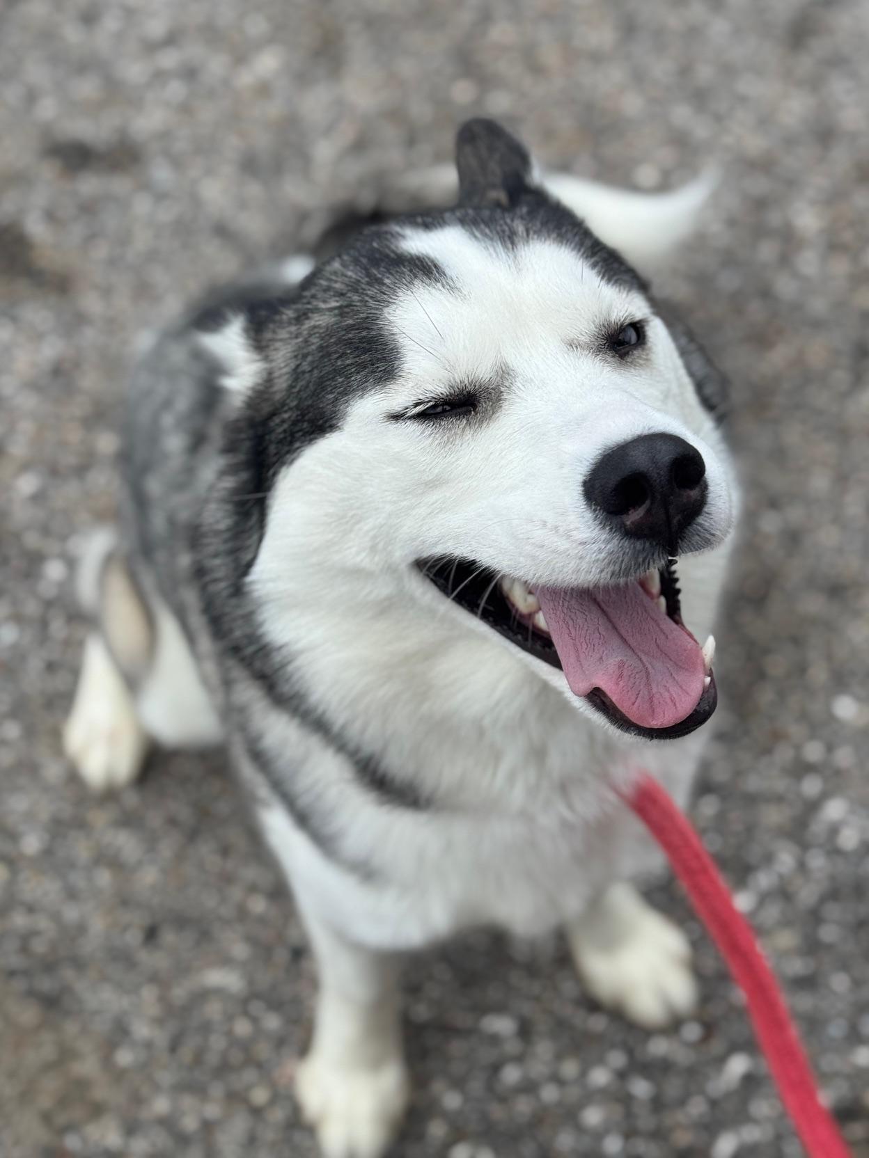 Enlarge Penny, an adopted Husky in Benton Harbor, MI image 2/6