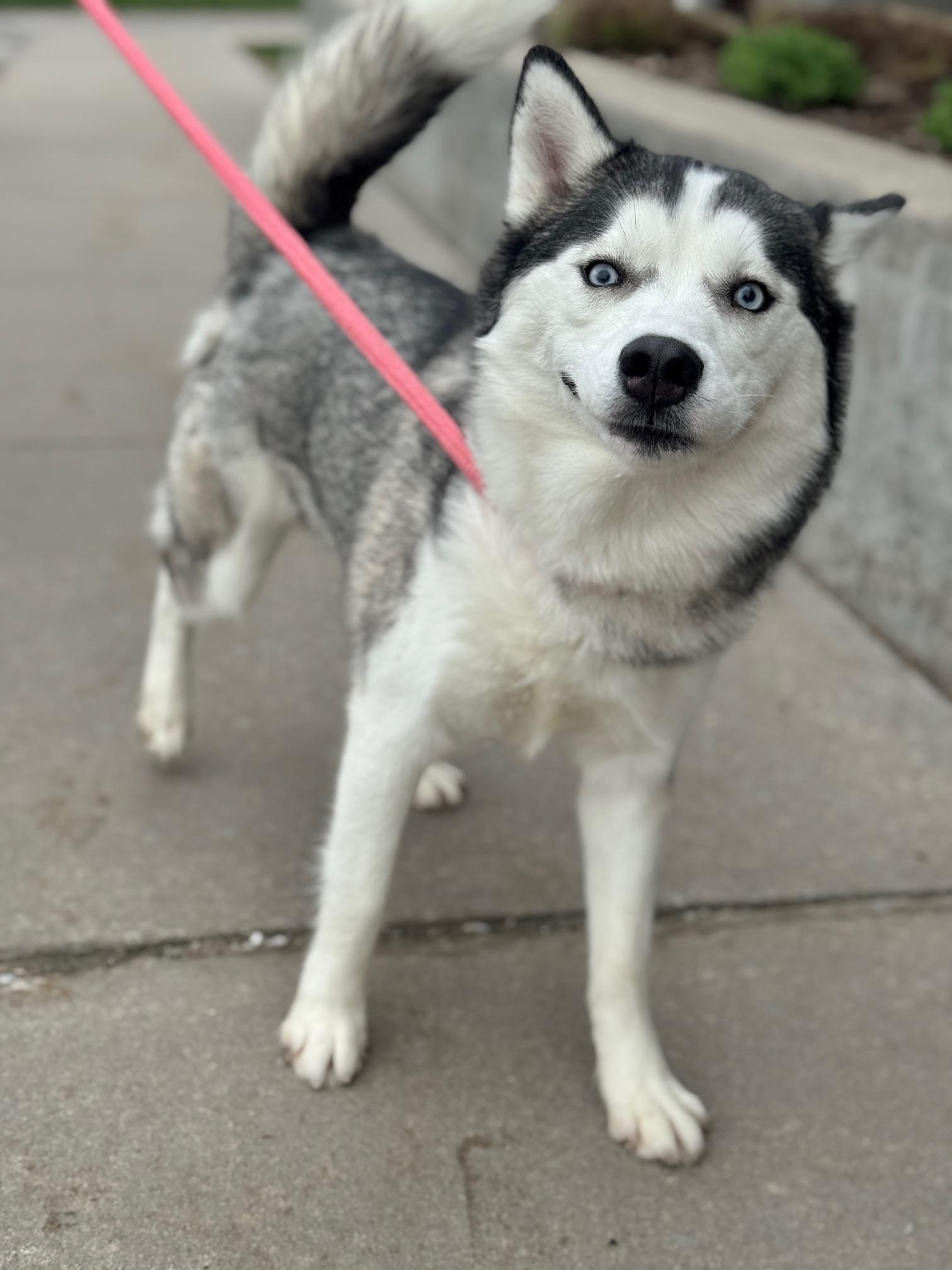 Enlarge Penny, an adopted Husky in Benton Harbor, MI image 3/6
