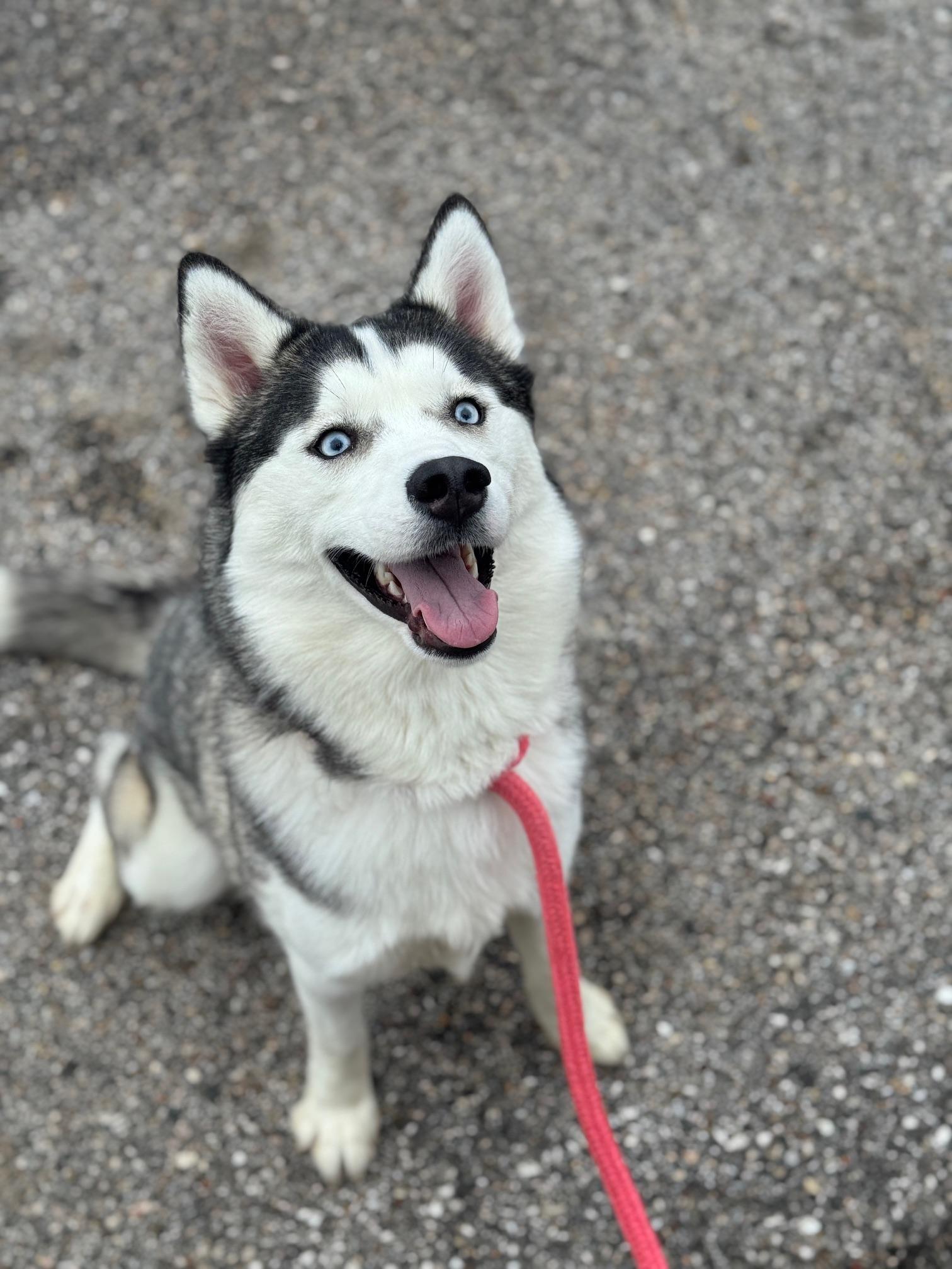 Penny, adopted, Adult Female Husky.