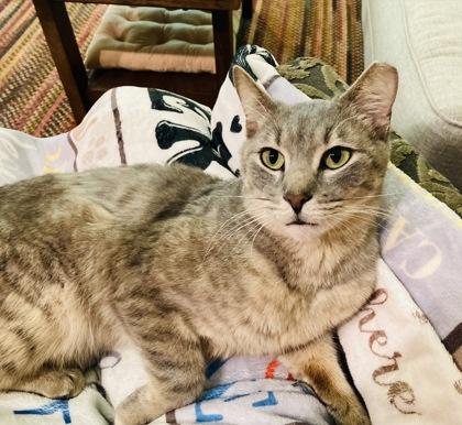 Enlarge Capone, a Adoptable mixed breed in Savannah, GA image 1/1