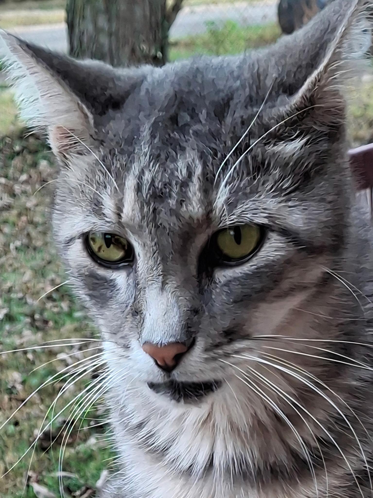 Sheldon, Adoptable, Adult Male American Shorthair.