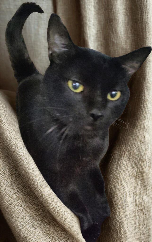 Cedric the Furtainer, Adoptable, Adult Male Domestic Short Hair.