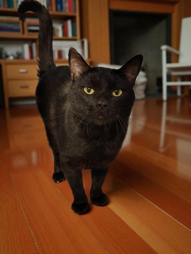 Enlarge Cedric the Furtainer, a Adoptable mixed breed in Richland Hills, TX image 2/3
