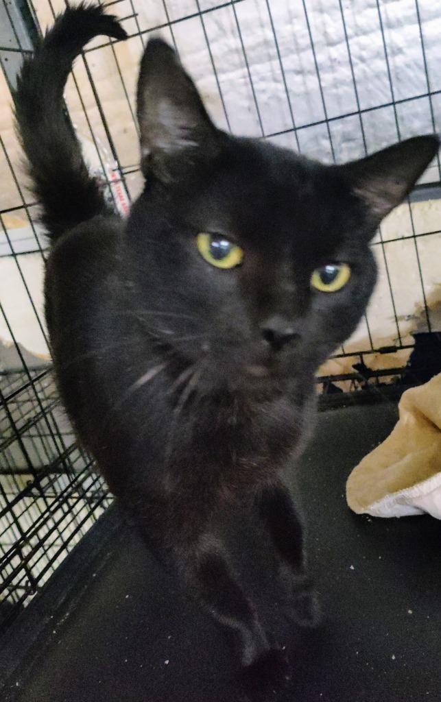 Enlarge Cedric the Furtainer, a Adoptable mixed breed in Richland Hills, TX image 3/3