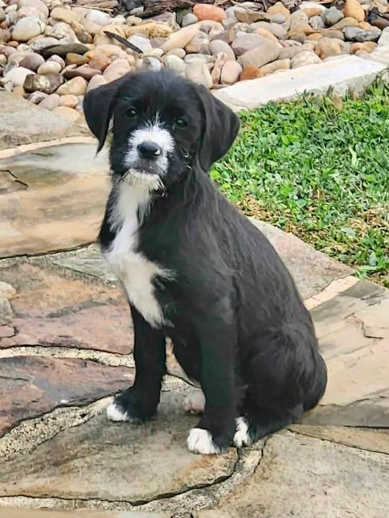 Allegretta, Adoptable, Puppy Female Boxer.