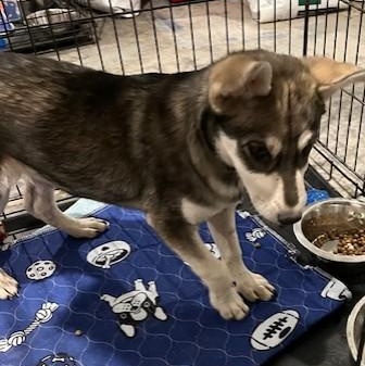 Enlarge Pac, an adopted mixed breed in Riverside, IA image 3/3