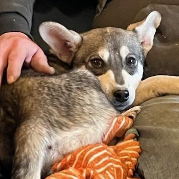 Enlarge Pac, an adopted mixed breed in Riverside, IA image 2/3