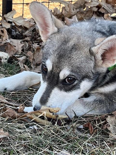 Enlarge Pac, an adopted mixed breed in Riverside, IA image 1/3