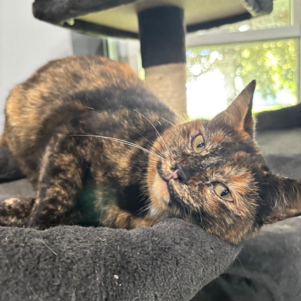 Lucy, a Adoptable Domestic Short Hair in Shelbyville, IN image 1/3