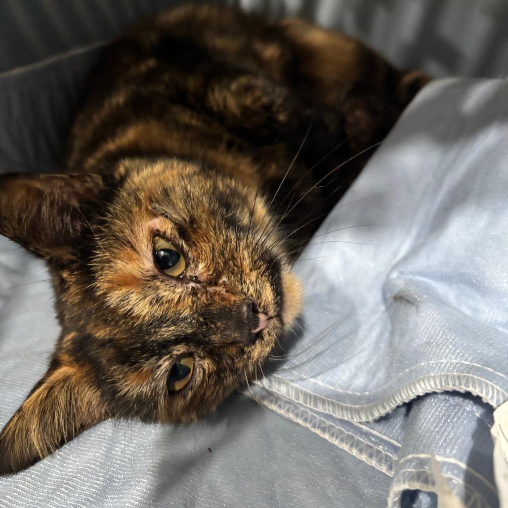 Lucy, a Adoptable Domestic Short Hair in Shelbyville, IN image 2/3