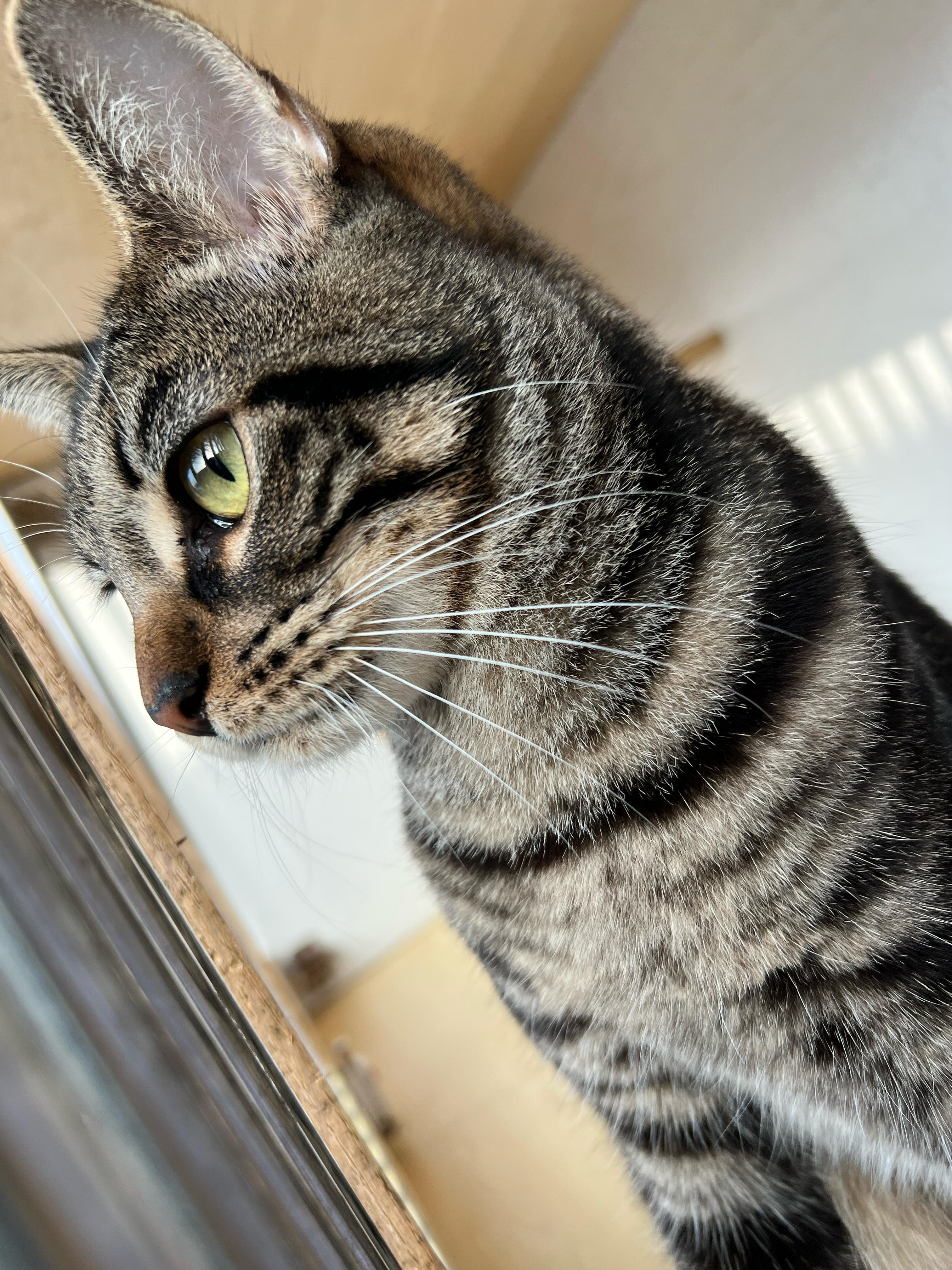 Santa Monica thumbnail 4