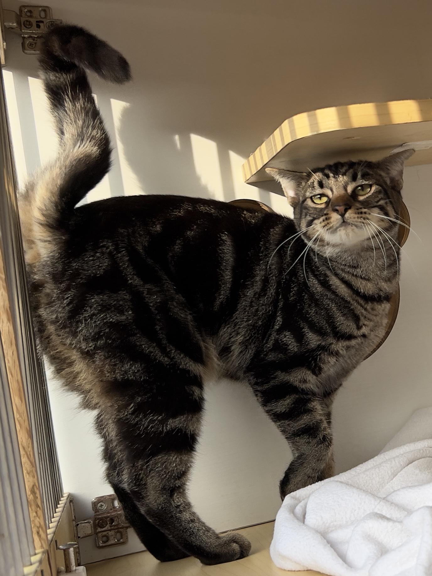 Santa Monica thumbnail 6