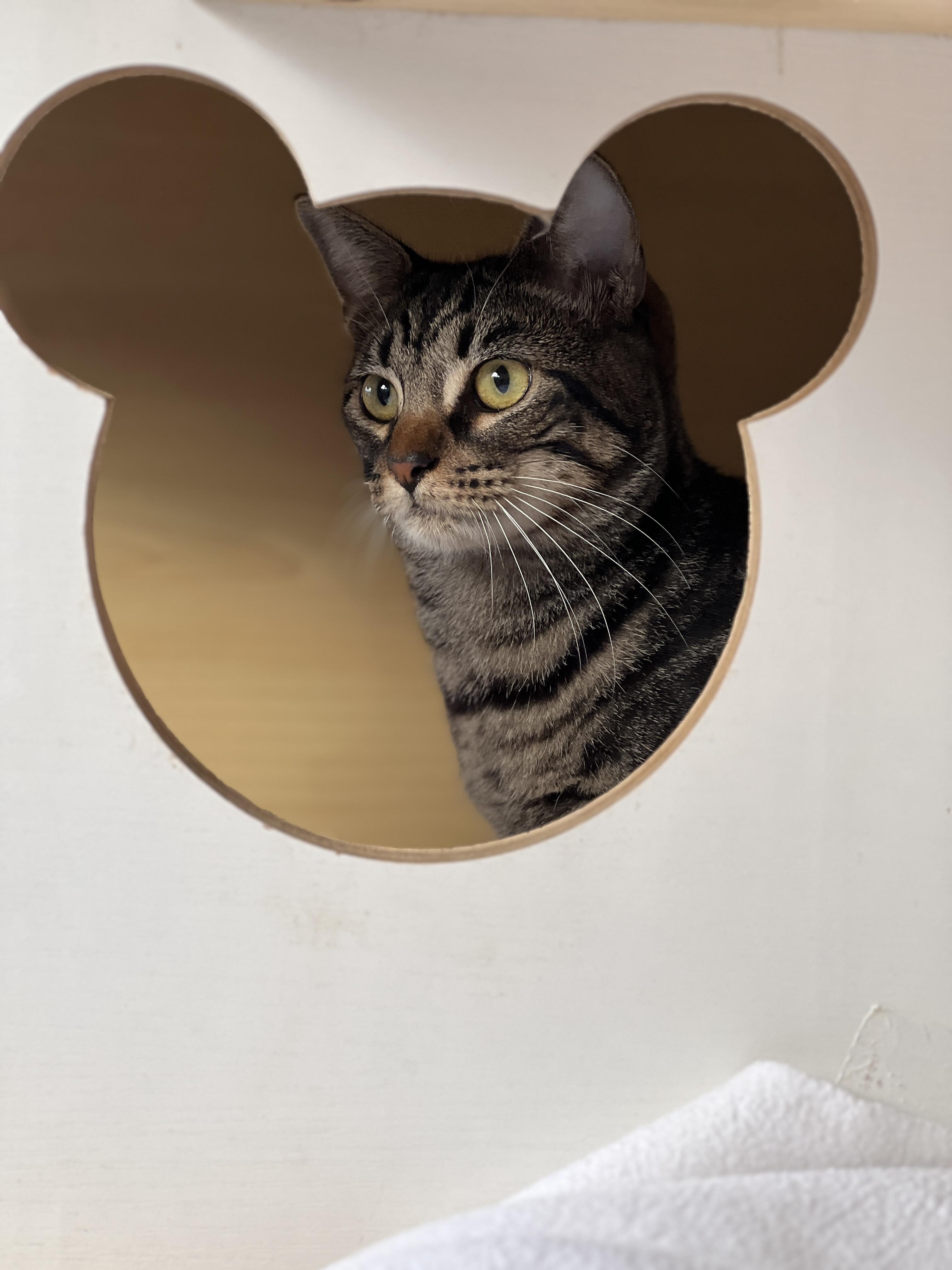 Santa Monica thumbnail 7