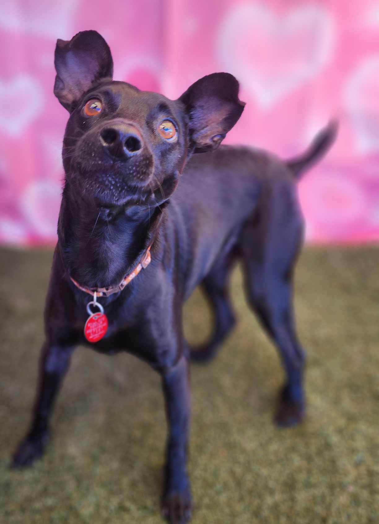 BlackJack, Adopted, Adult Male Miniature Pinscher.