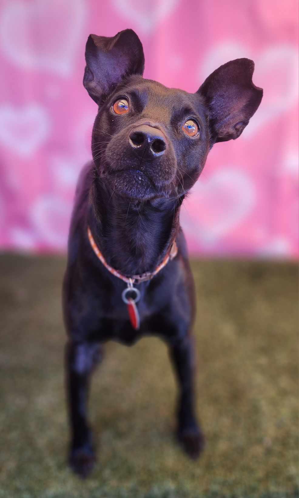 Enlarge BlackJack, a Adopted Miniature Pinscher in Phoenix, AZ image 2/3