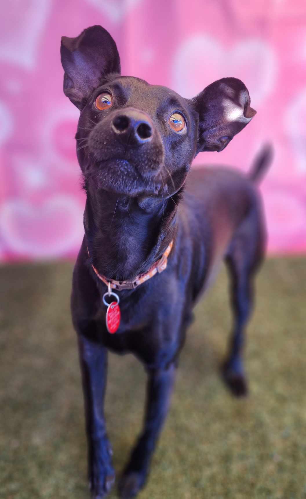 Enlarge BlackJack, a Adopted Miniature Pinscher in Phoenix, AZ image 3/3