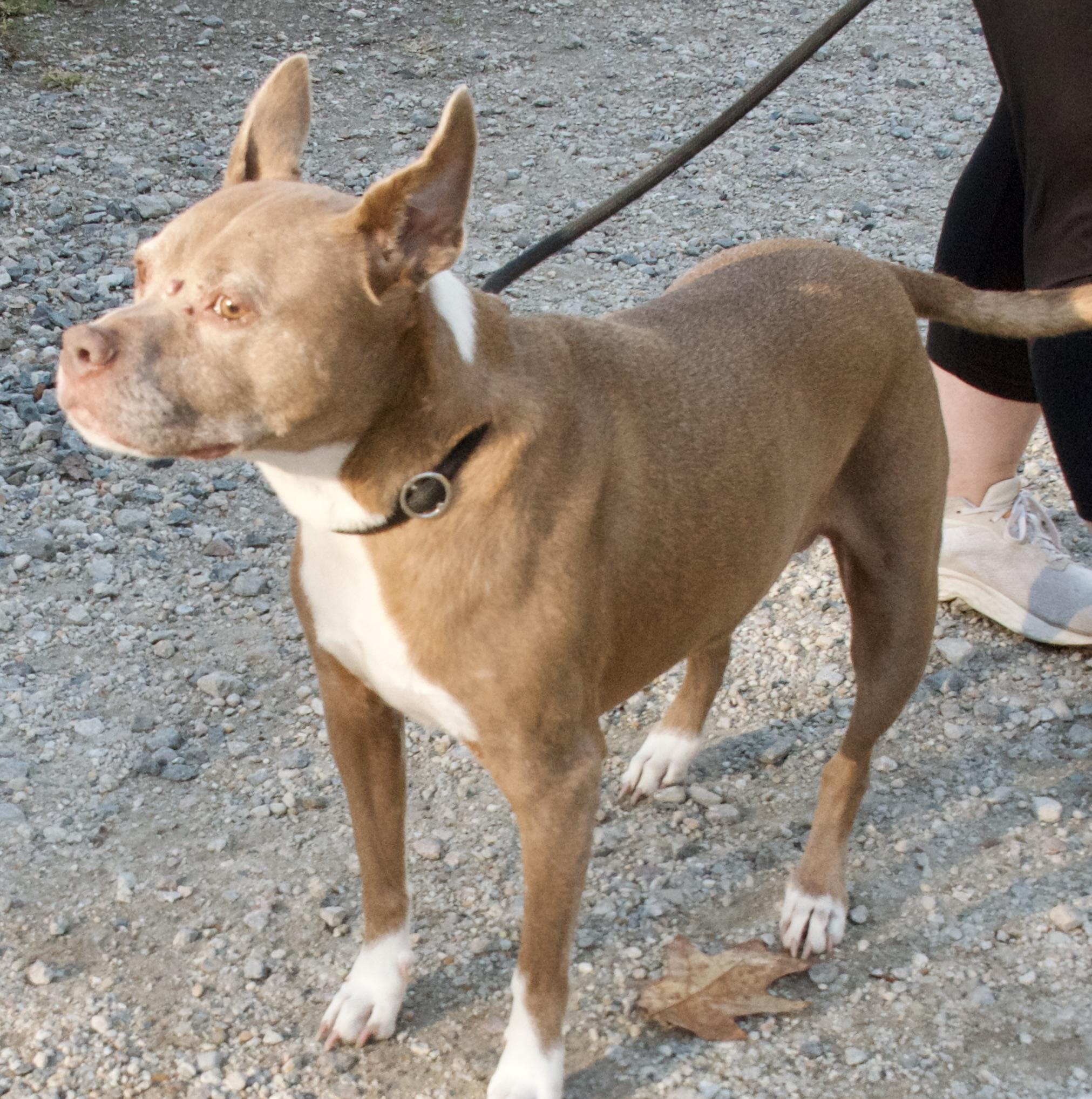Abby, a Adoptable Pit Bull Terrier in Gloucester, VA image 4/6