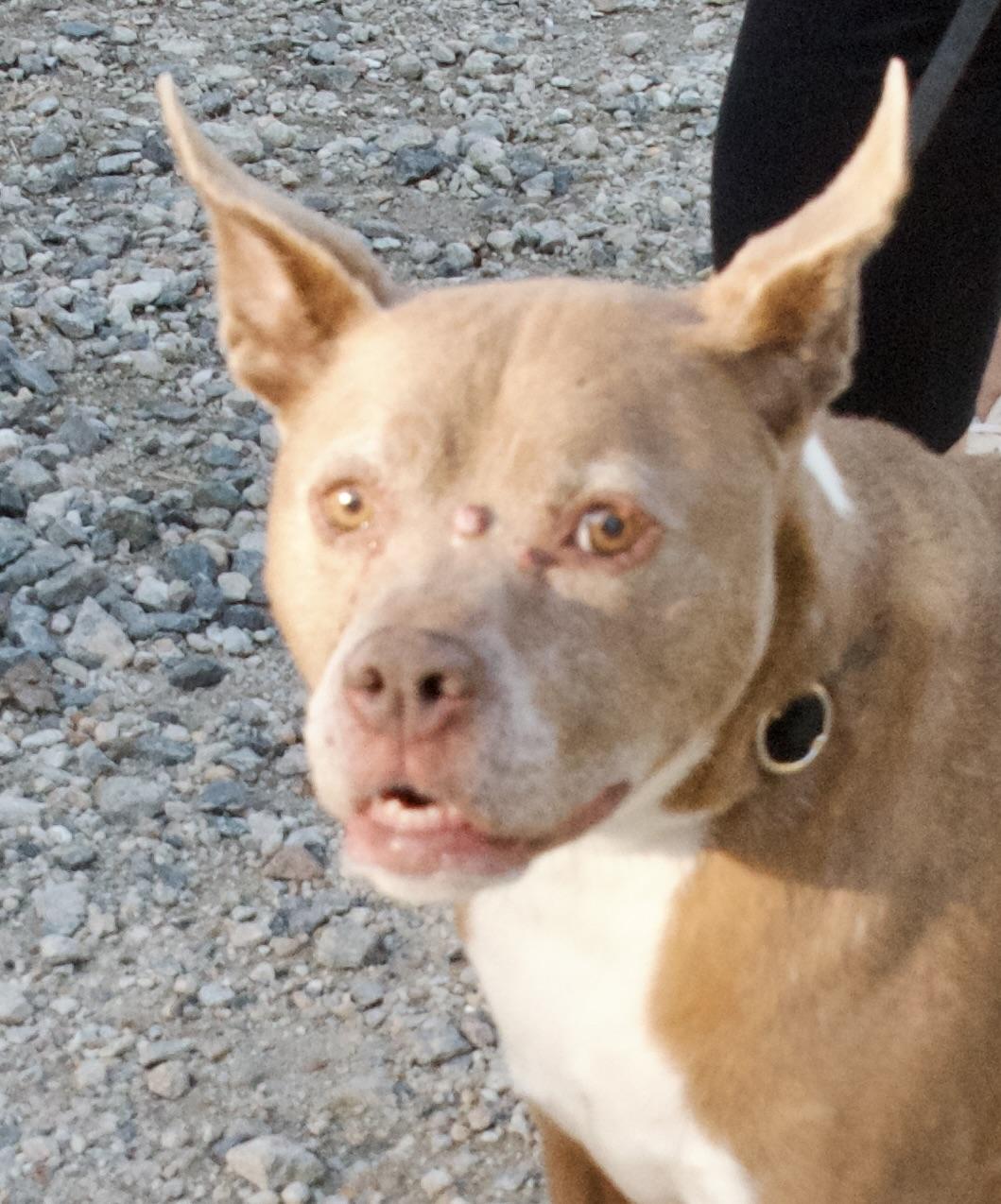 Abby, a Adoptable Pit Bull Terrier in Gloucester, VA image 3/6