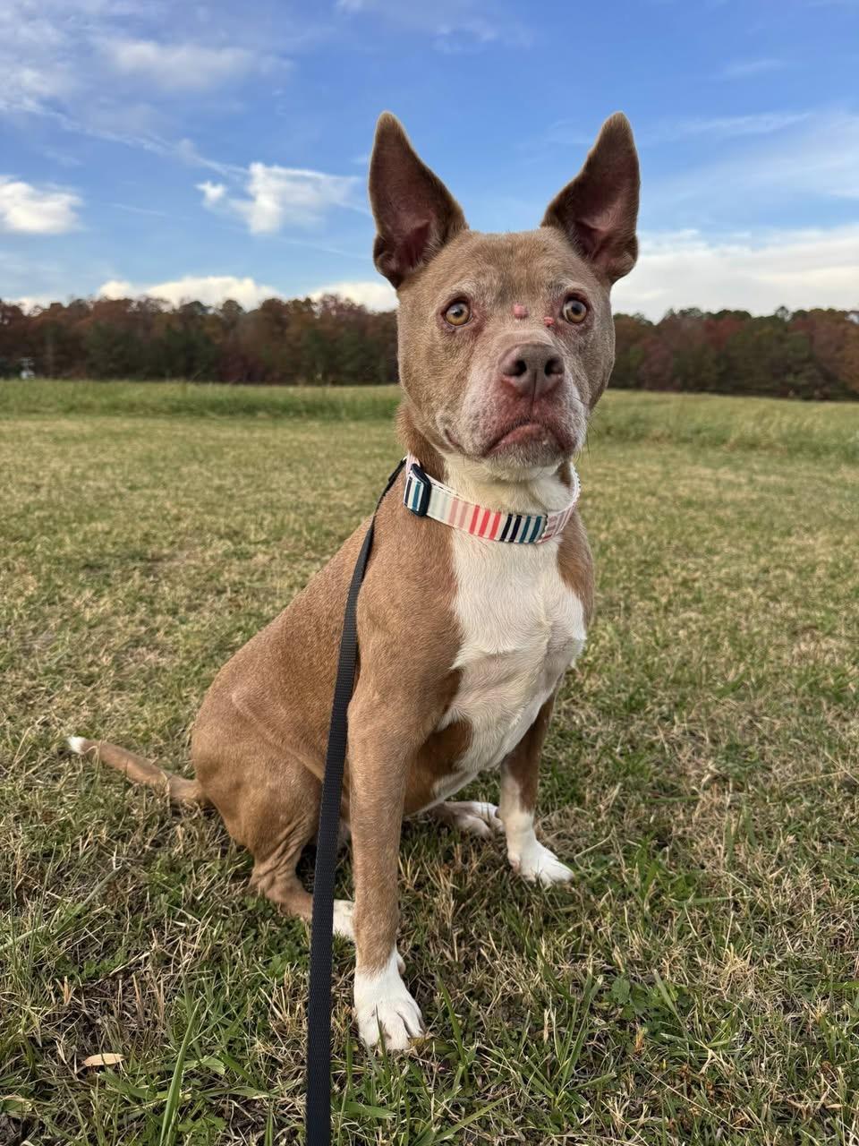 Abby, Adoptable, Senior Female Pit Bull Terrier.