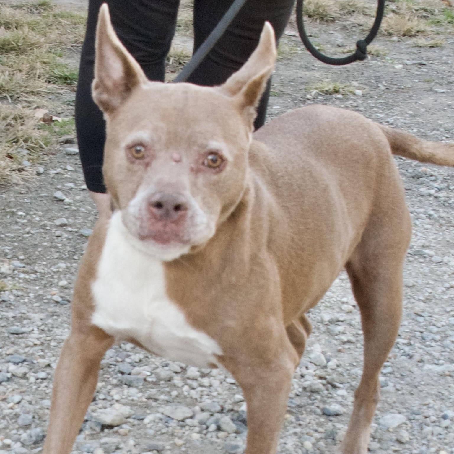 Abby, Adoptable, Senior Female Pit Bull Terrier.