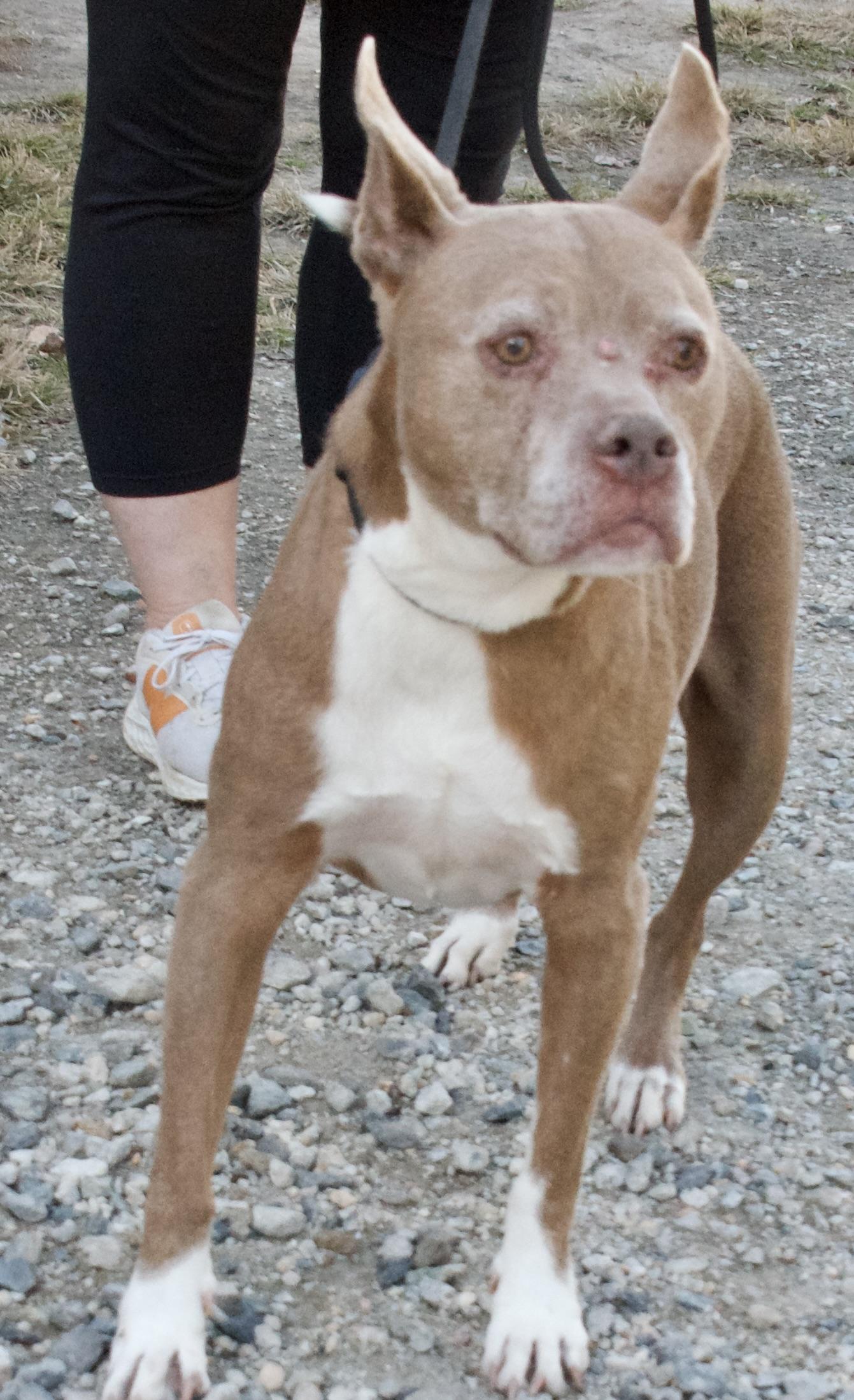 Abby, a Adoptable Pit Bull Terrier in Gloucester, VA image 6/6