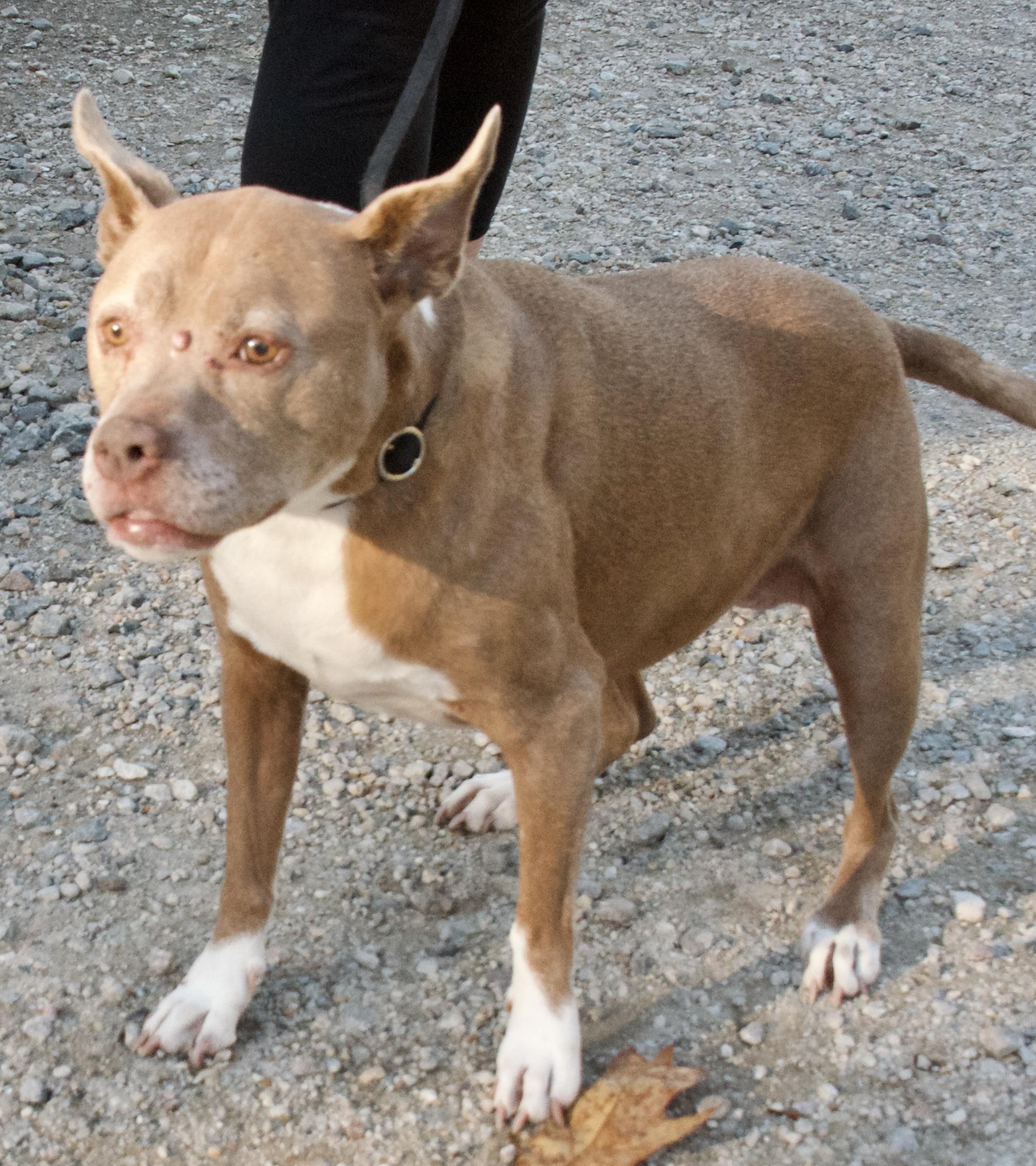 Abby, a Adoptable Pit Bull Terrier in Gloucester, VA image 5/6