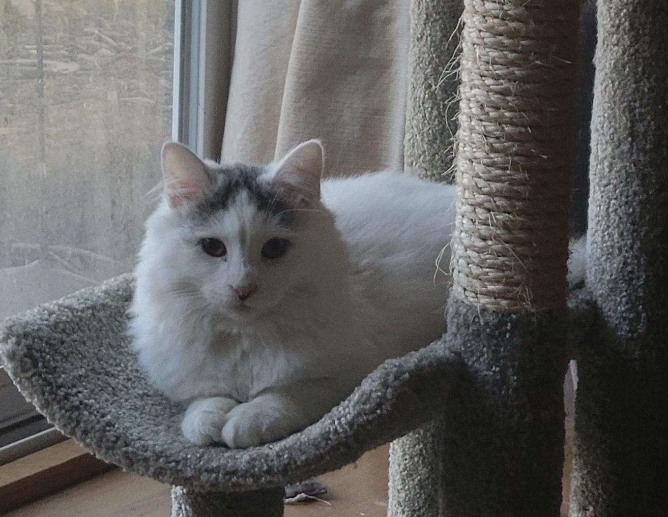 Thor , ADOPTABLE, Kitten Male Turkish Van.