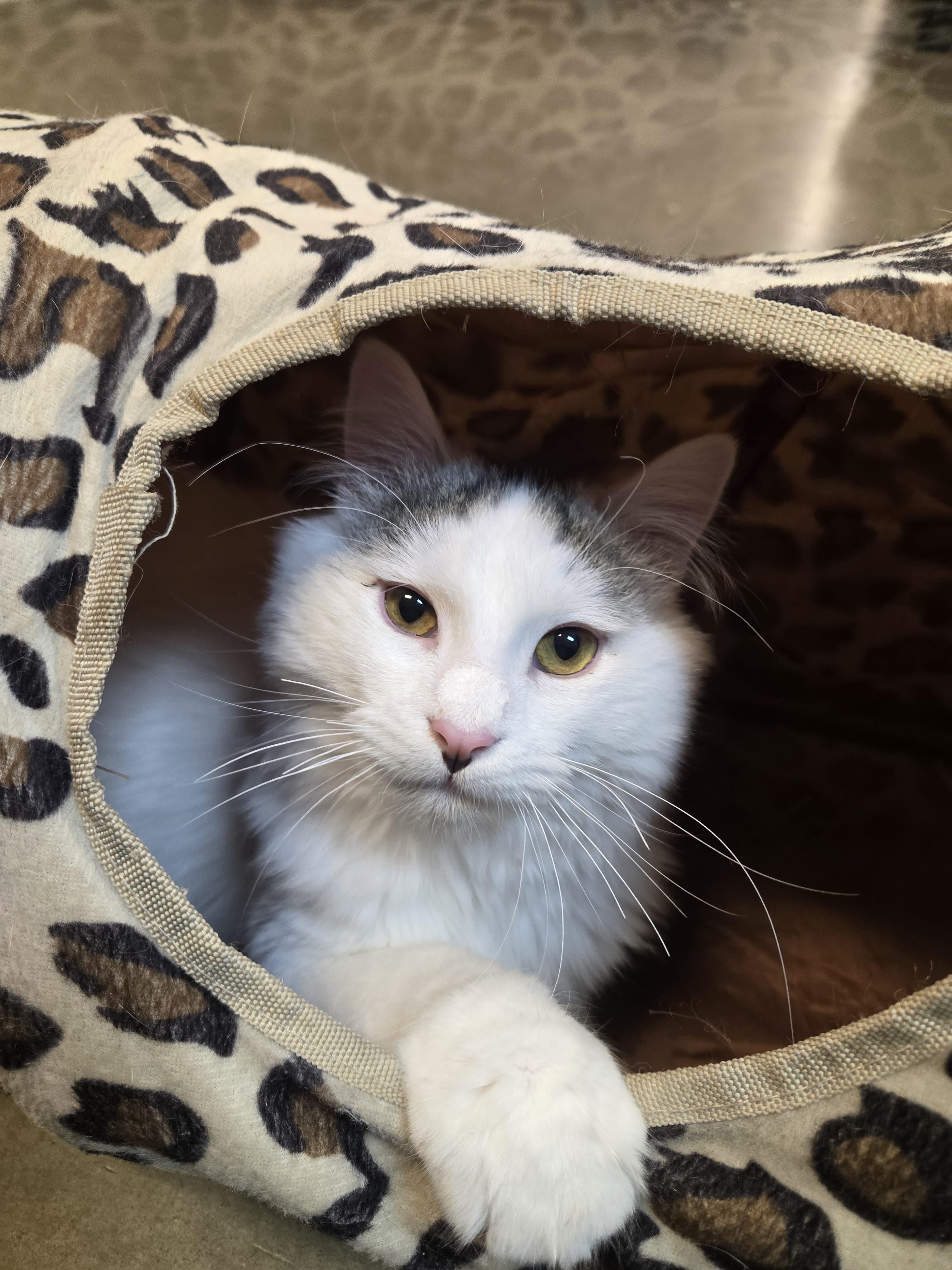 Enlarge Thor , an adopted mixed breed in Woodinville, WA image 2/6