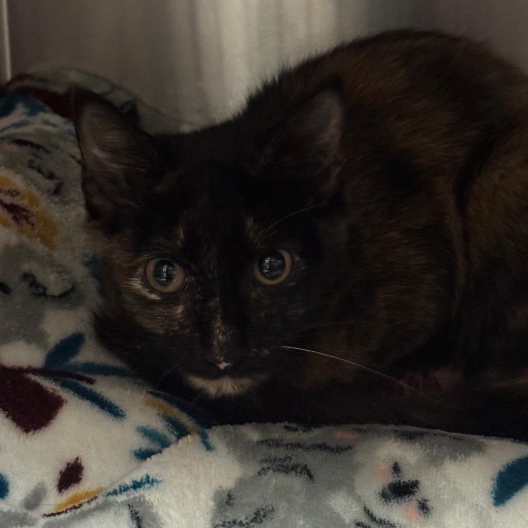 Stanky Leg, Adoptable, Adult Female Domestic Short Hair.