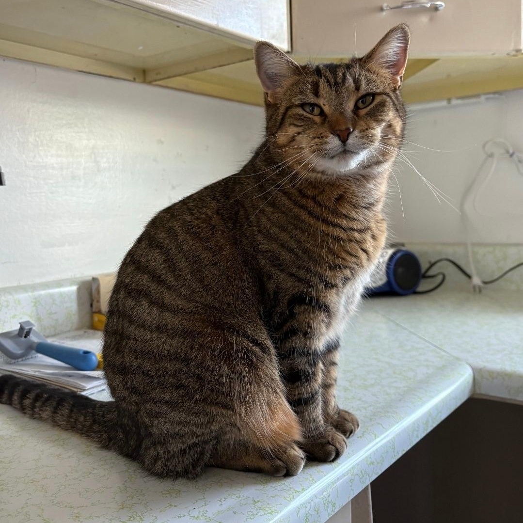 Hattie (bonded to Honey), Young Female Torbie