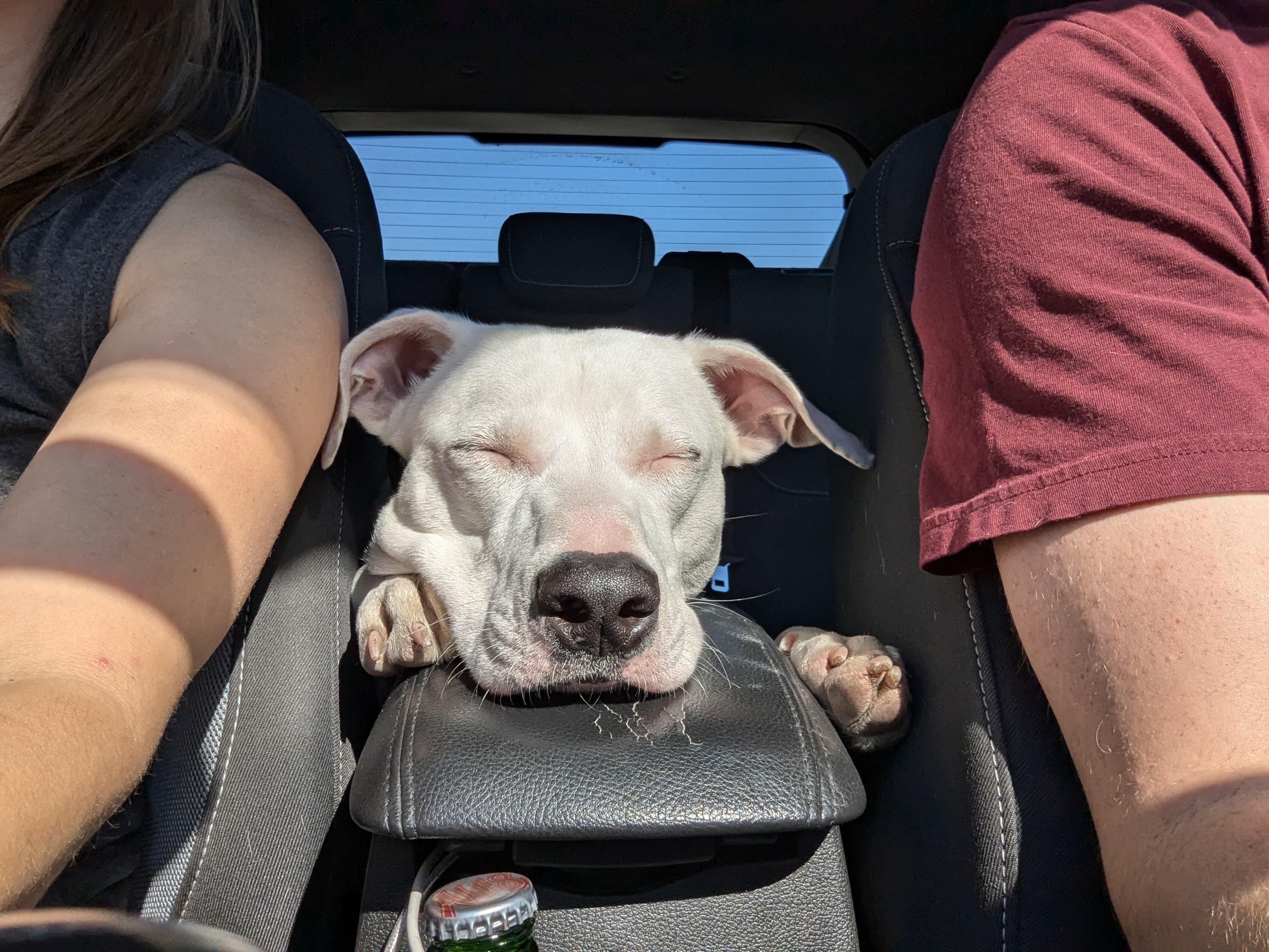 Dog for adoption Flower, a Pit Bull Terrier Mix in Rolling Meadows