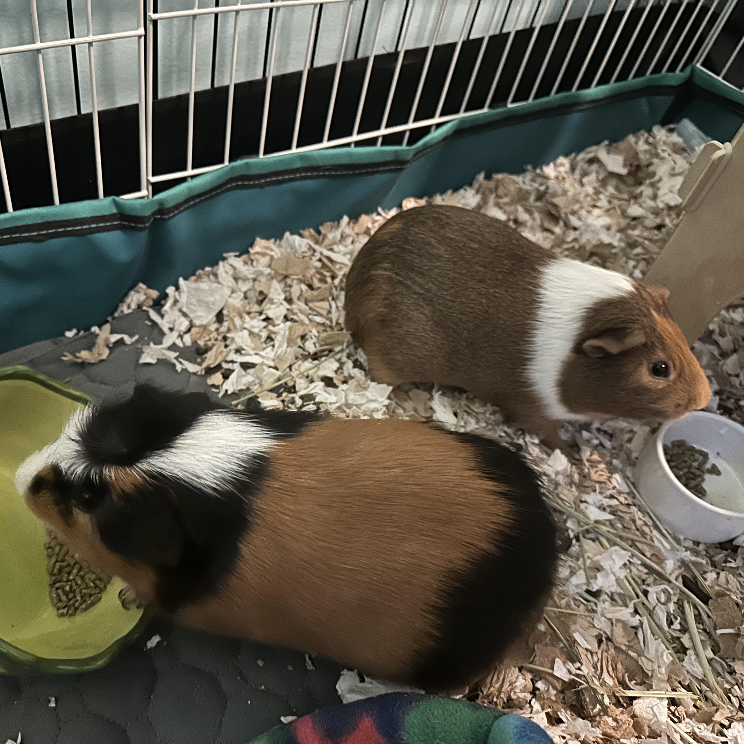 Captain Sundae & S'more, adopted, Adult Male Guinea Pig.