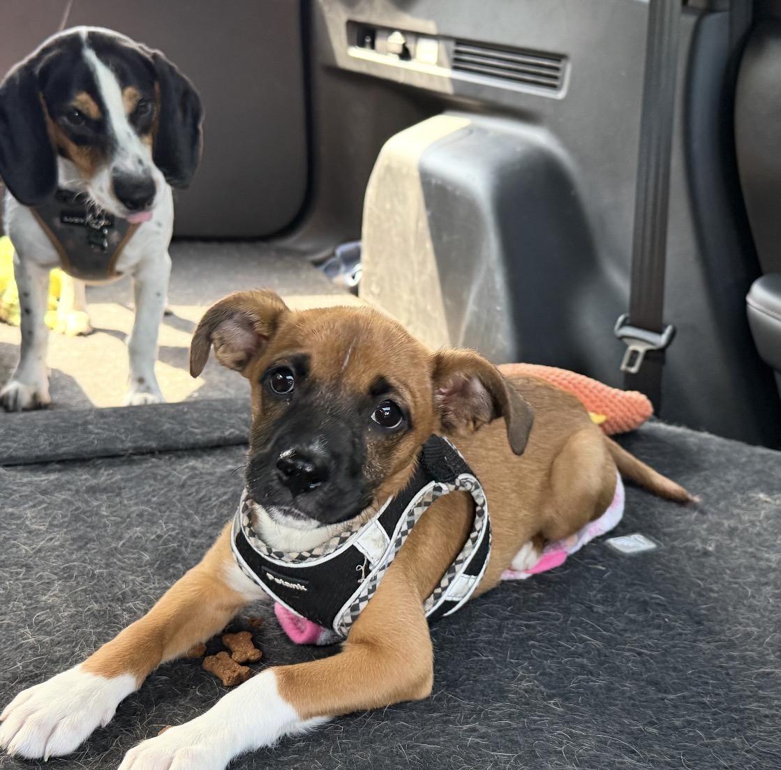 Enlarge Daisy, a Adoptable Mixed Breed in Maineville, OH image 2/6