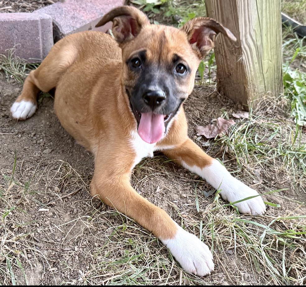 Daisy, Adoptable, Puppy Female Mixed Breed.