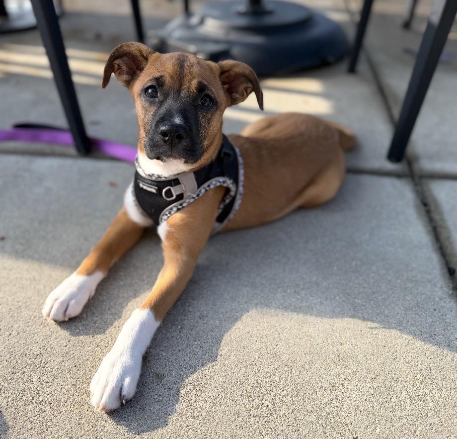 Enlarge Daisy, a Adoptable Mixed Breed in Maineville, OH image 6/6