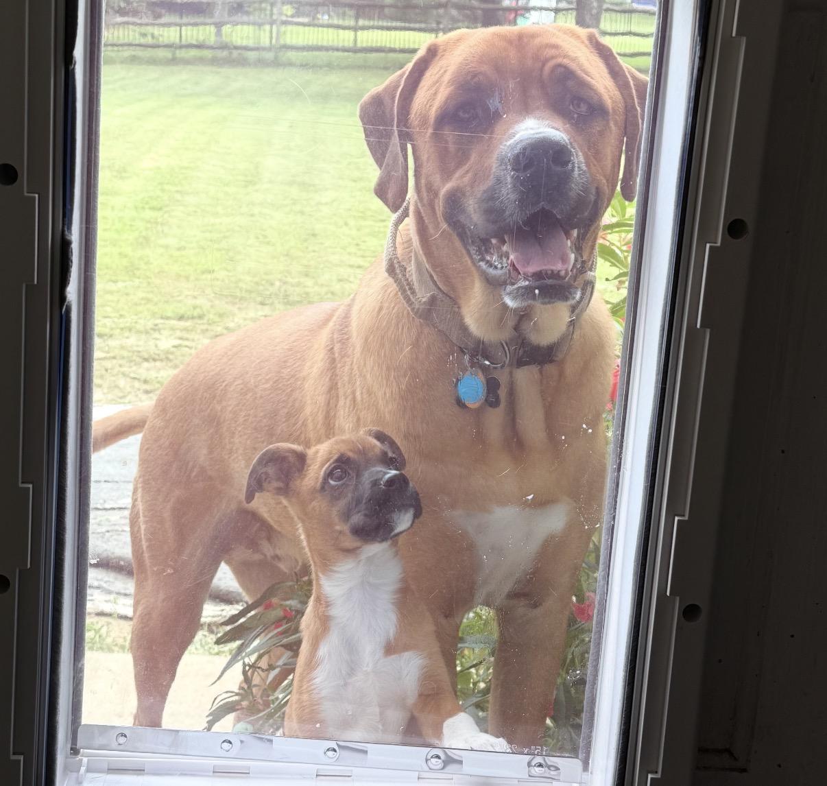 Enlarge Daisy, a Adoptable Mixed Breed in Maineville, OH image 4/6