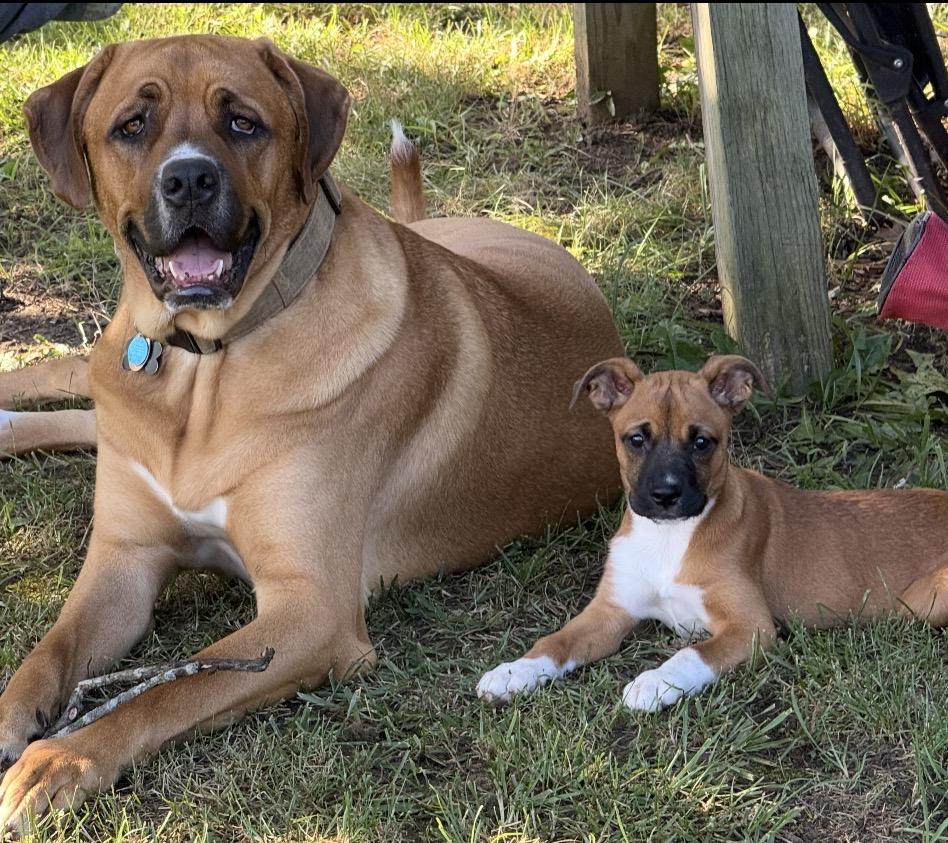 Enlarge Daisy, a Adoptable Mixed Breed in Maineville, OH image 5/6