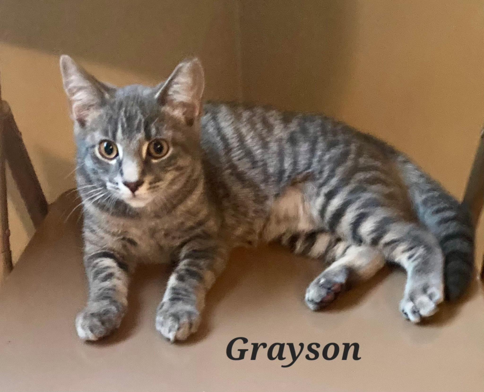 Grayson, Adoptable, Young Male Tabby.