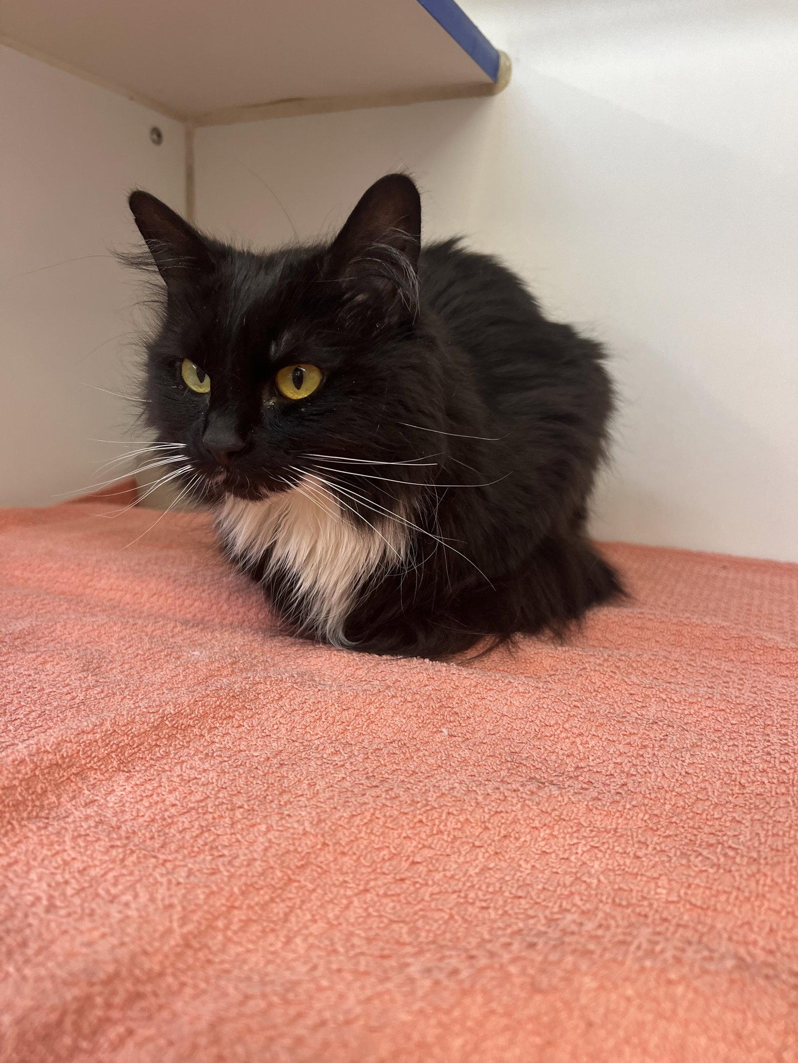Minnie 2 year female, Adoptable, Young Female Domestic Long Hair.