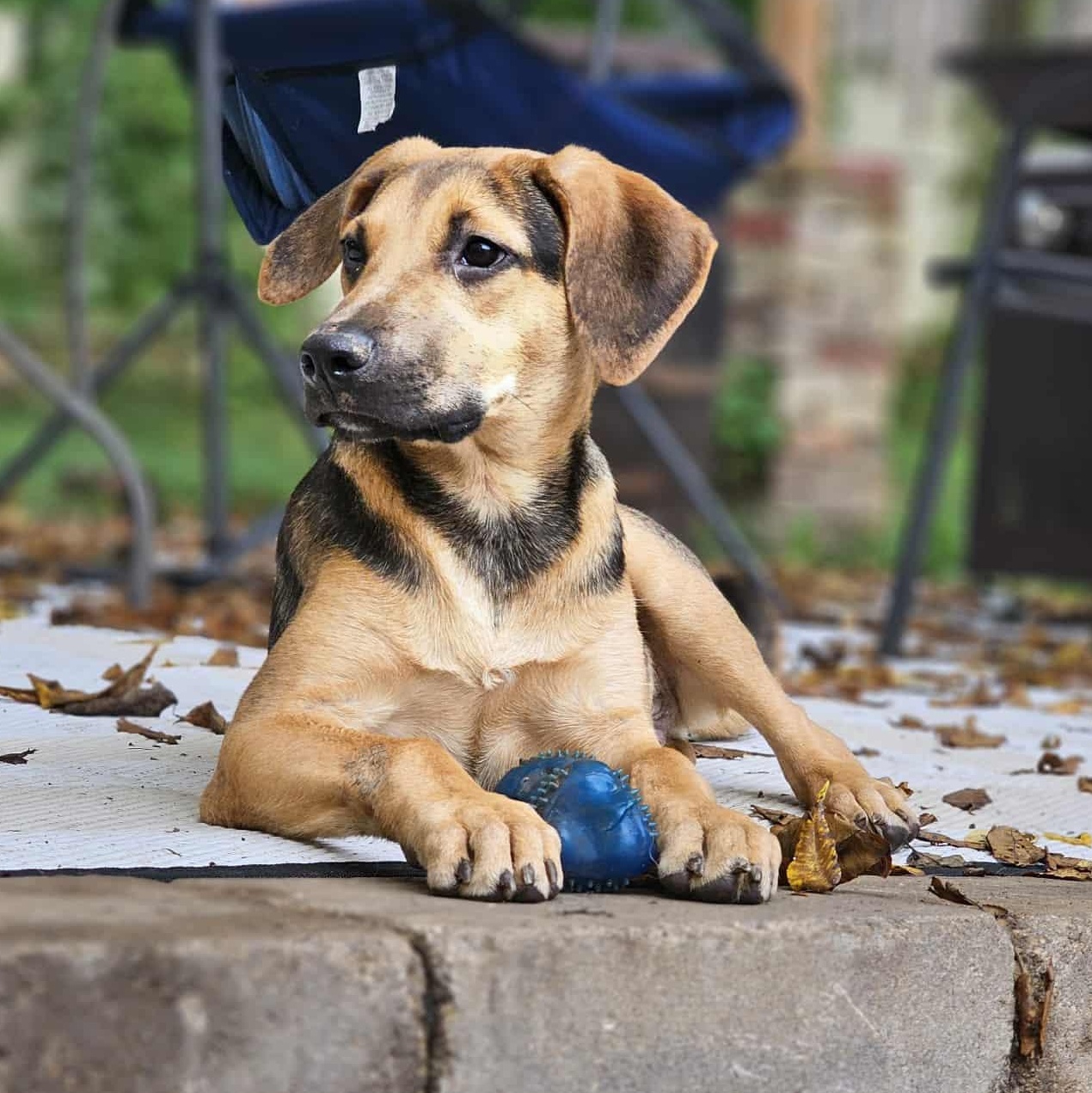 Bruce the Beagle Mix!