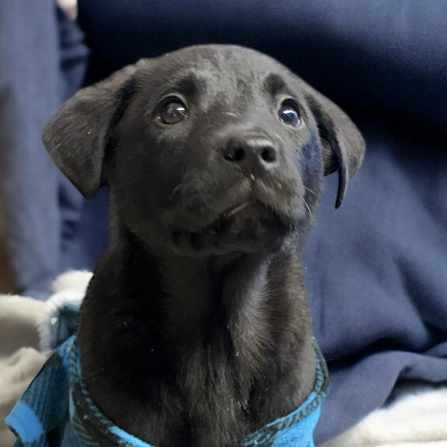 Blitzen, Adoptable, Puppy Male Black Labrador Retriever & German Shepherd Dog.