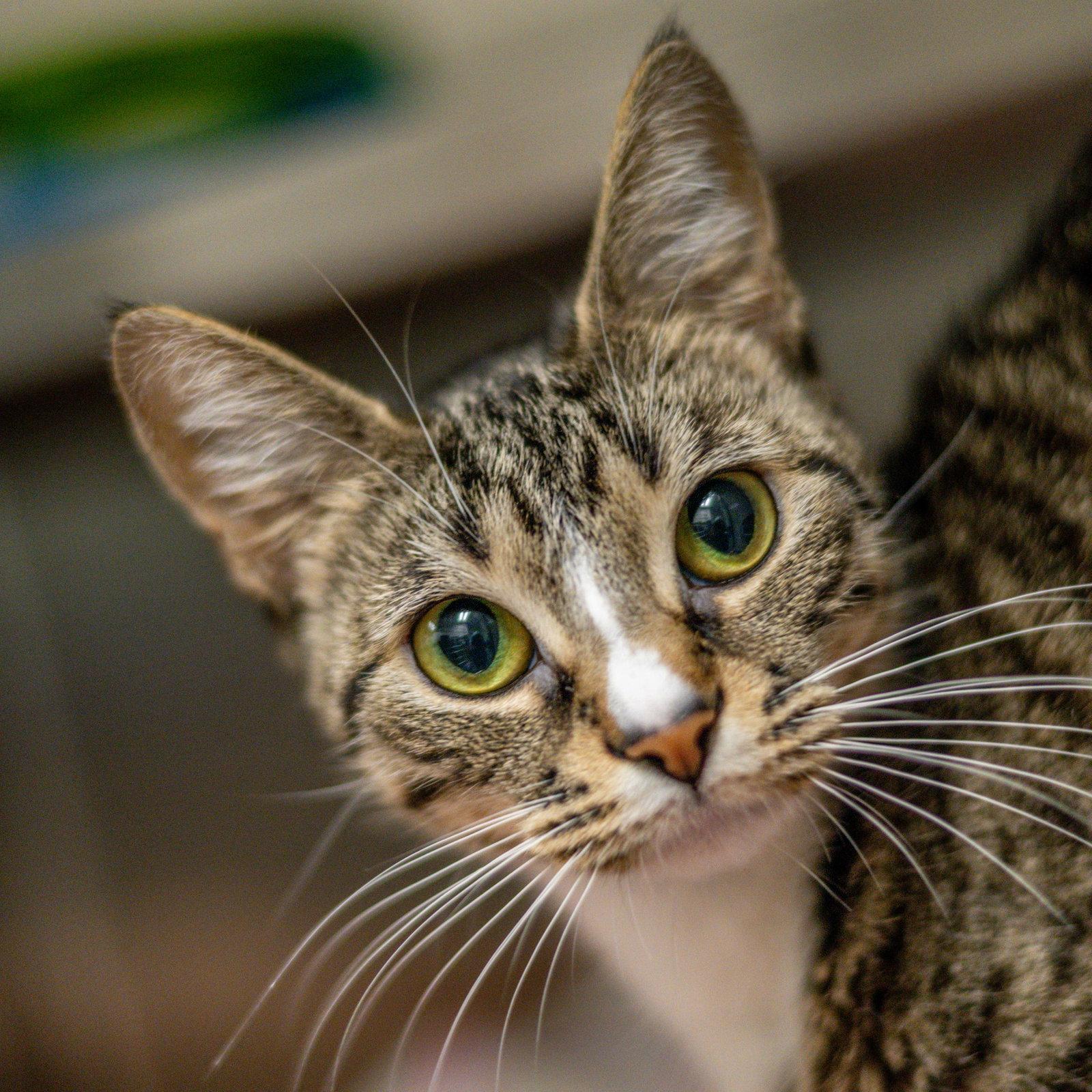 Mila, a Adoptable Domestic Short Hair in Hilton Head Island, SC image 1/3