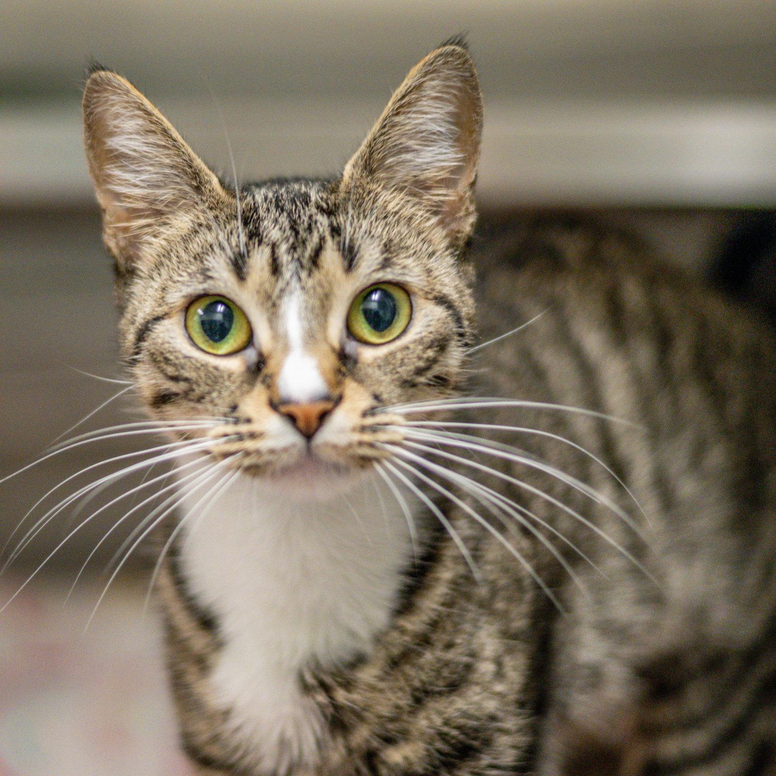 Mila, a Adoptable Domestic Short Hair in Hilton Head Island, SC image 2/3