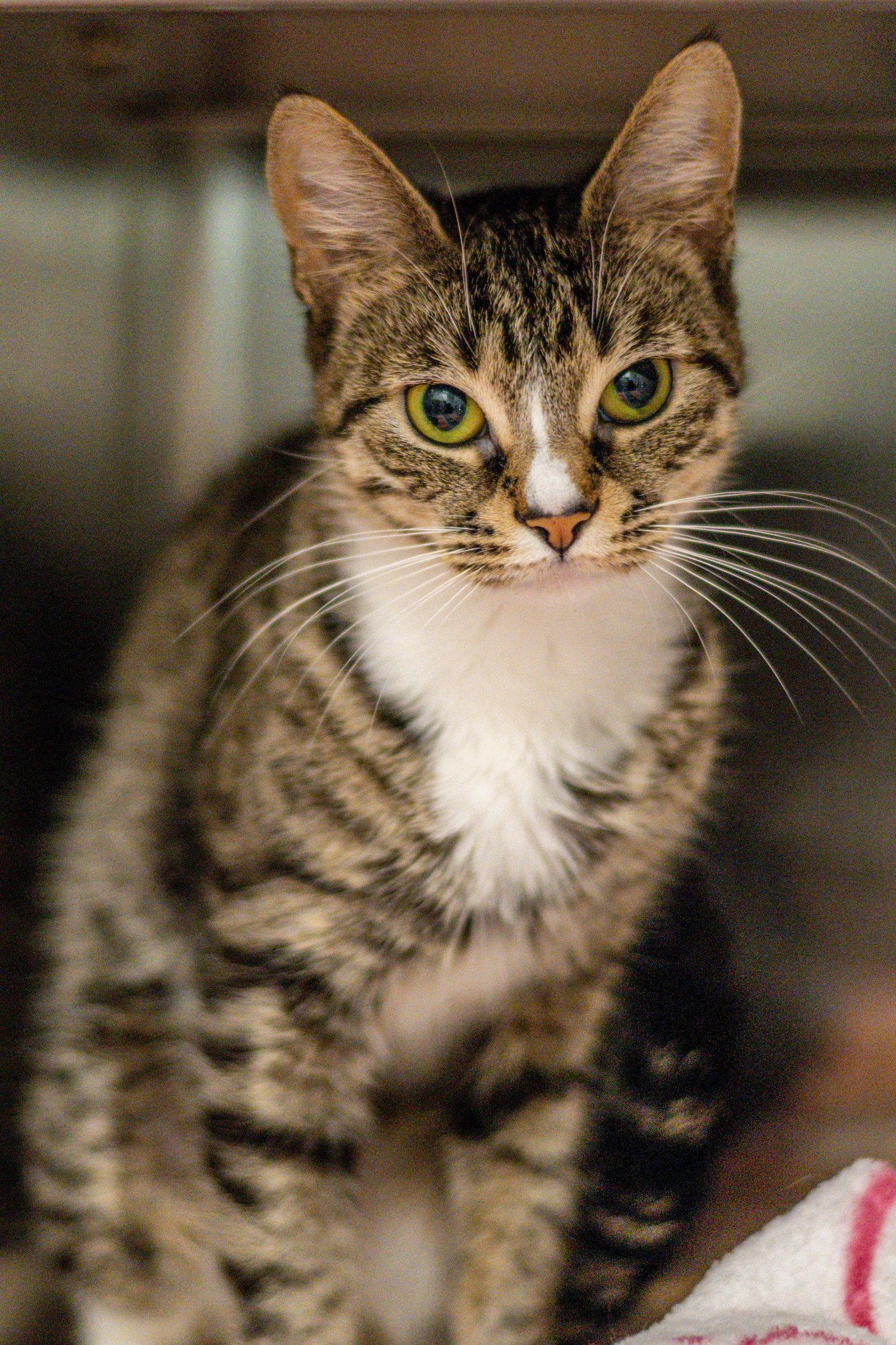 Mila, a Adoptable Domestic Short Hair in Hilton Head Island, SC image 3/3