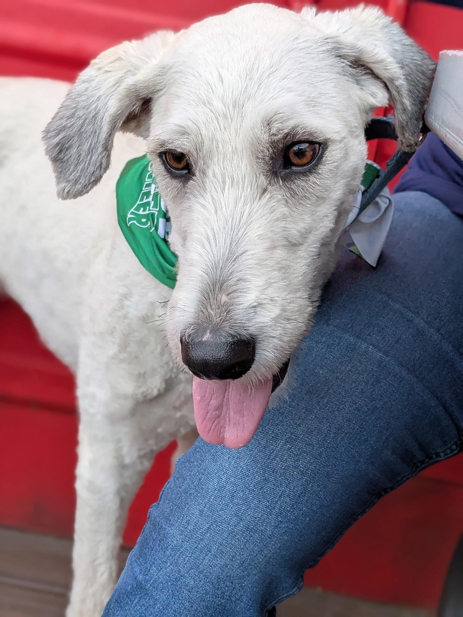 Woody, Adoptable, Adult Male Standard Poodle.