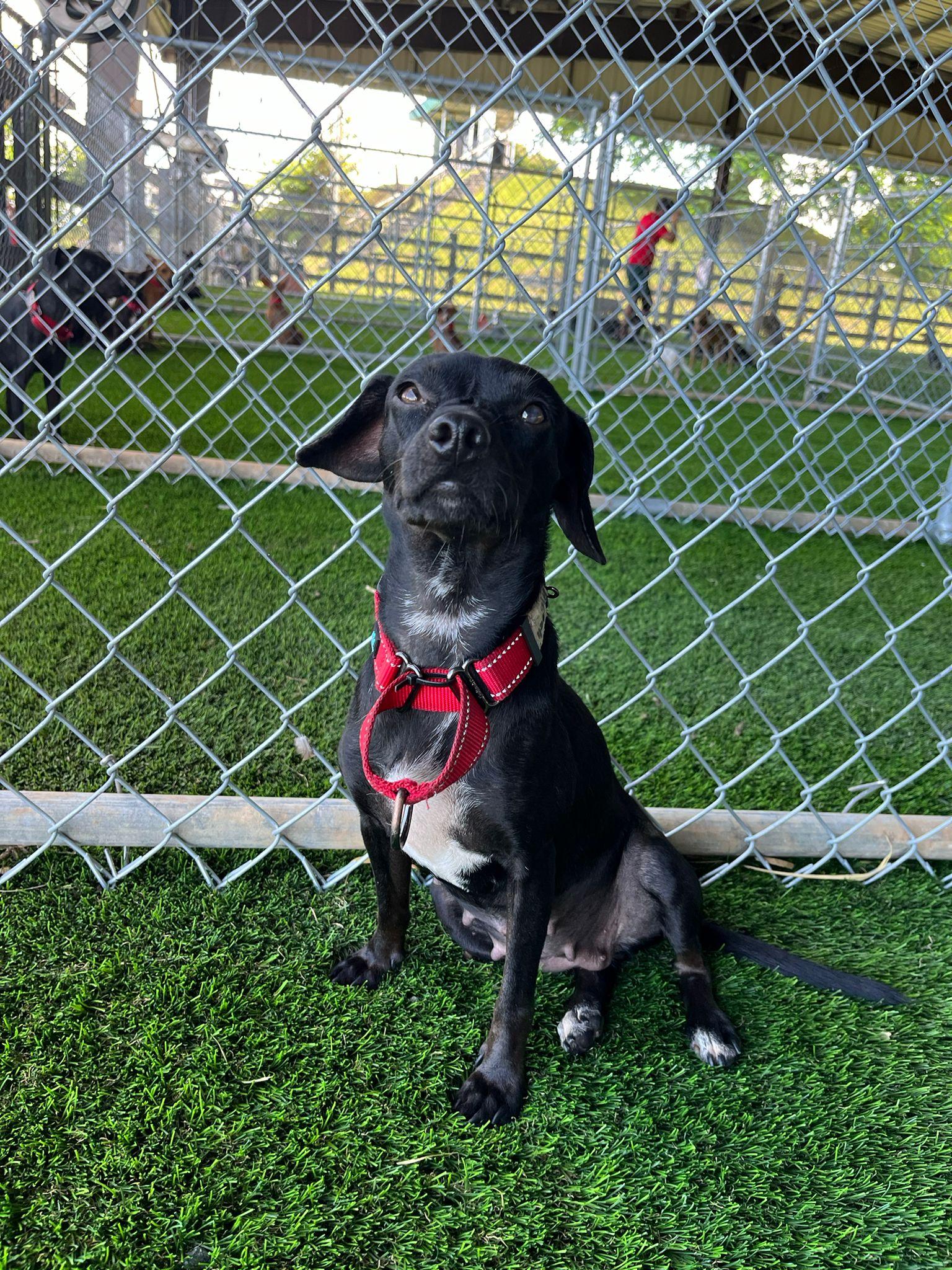 Dory, a Adoptable mixed breed in Warwick, RI image 2/4